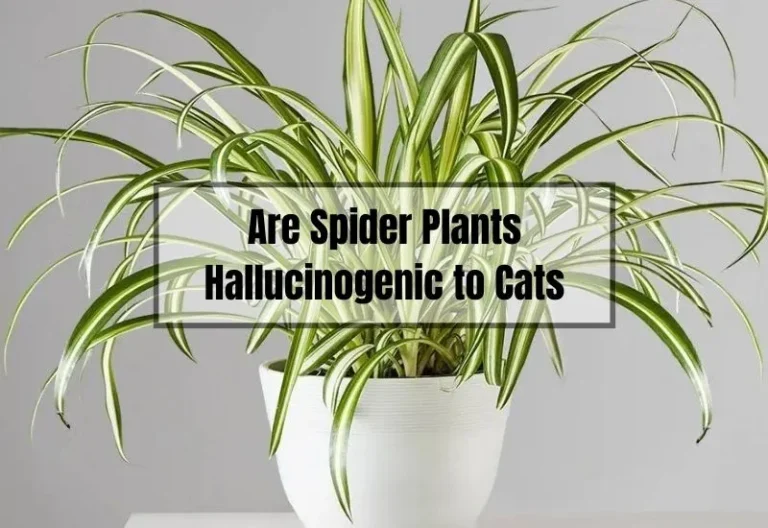 Are Spider Plants Hallucinogenic to Cats? The Ultimate Guide