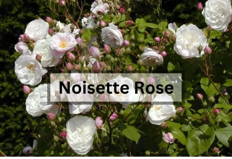 Noisette Rose: A Guide to Growing and Caring for this Beautiful Climbing Rose
