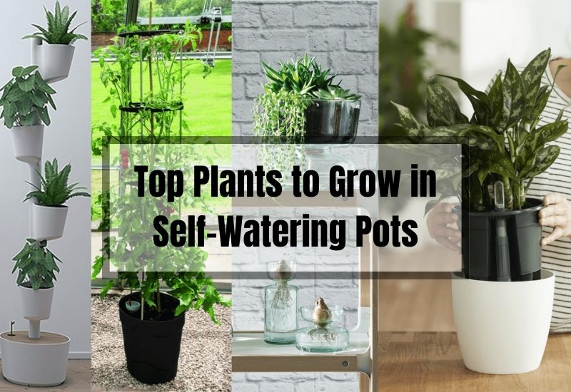 Top Plants to Grow in Self-Watering Pots