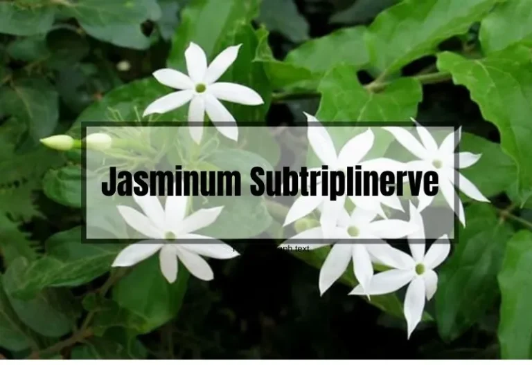 Jasminum Subtriplinerve: The Complete Guide