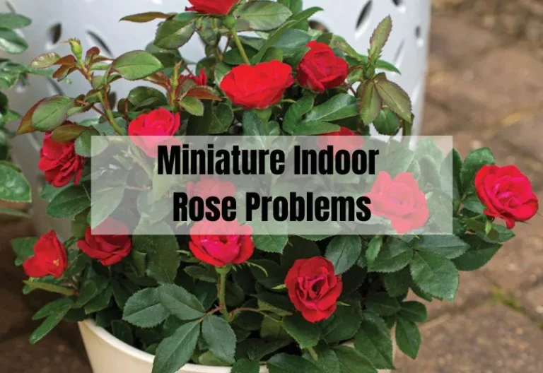 Miniature Indoor Rose Problems: Common Issues and Solutions