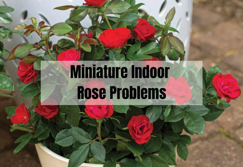 Miniature Indoor Rose Problems