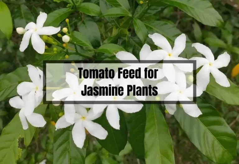 Is Tomato Feed Good for Jasmine Plants? Discover the Expert Tips