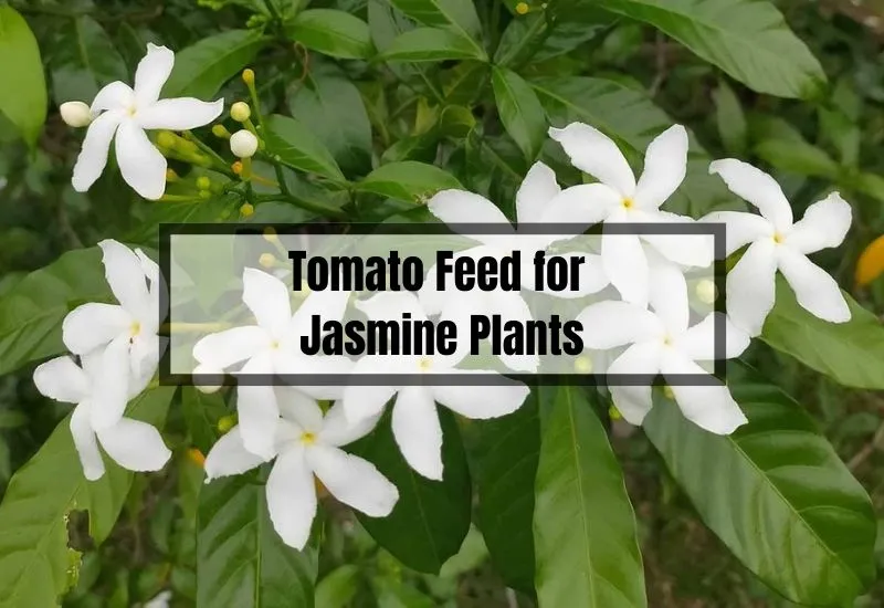 is tomato feed good for jasmine
