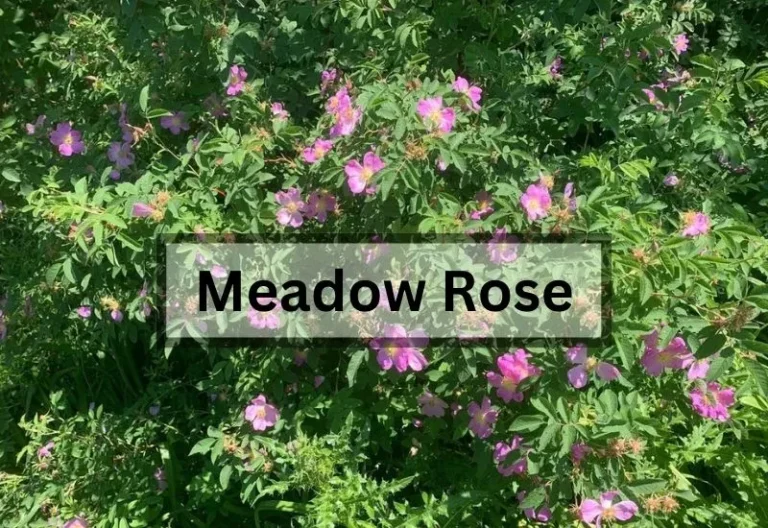 What Is Meadow Rose? A Comprehensive Guide to Its Origin, Uses, Care & Facts