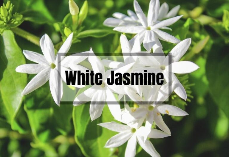 What Is White Jasmine? Origin, Uses, Care & Facts