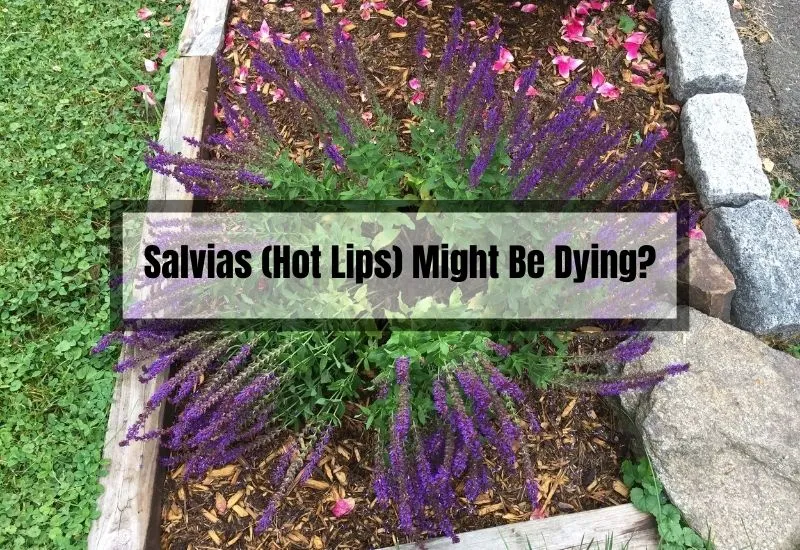 Salvias (Hot Lips) Might Be Dying?
