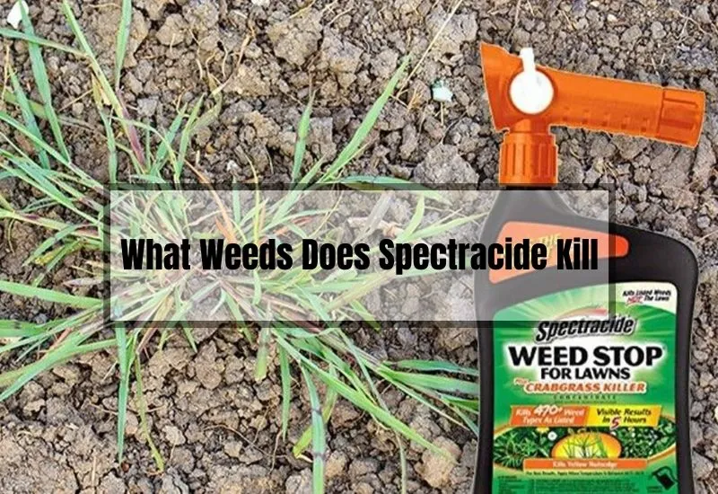 What Weeds Does Spectracide Kill