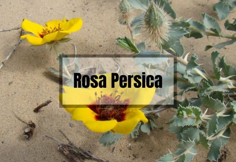 What is Rosa Persica : Origin, Uses, Care & Diseases