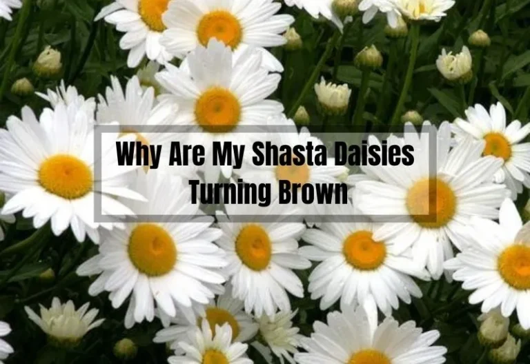 Why Are My Shasta Daisies Turning Brown: Causes and Solutions