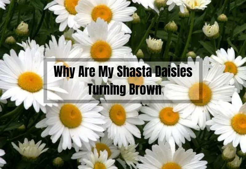 Why Are My Shasta Daisies Turning Brown