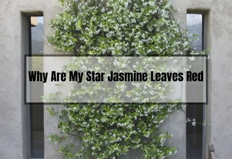 Is Your Star Jasmine in Trouble? Here’s Why the Leaves Are Turning Red