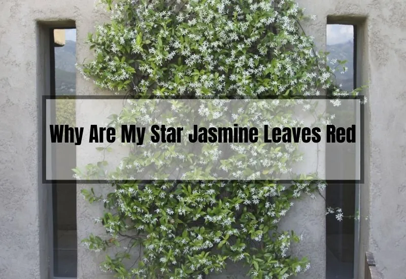 Why Are My Star Jasmine Leaves Red