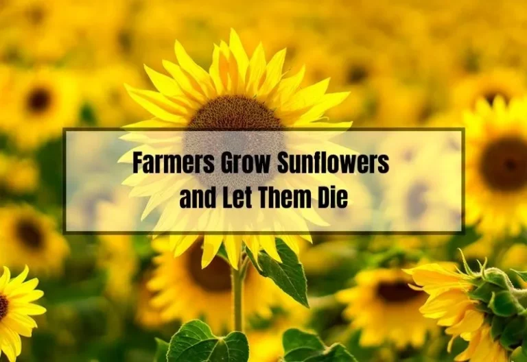 Why Do Farmers Grow Sunflowers and Let Them Die (Explained)