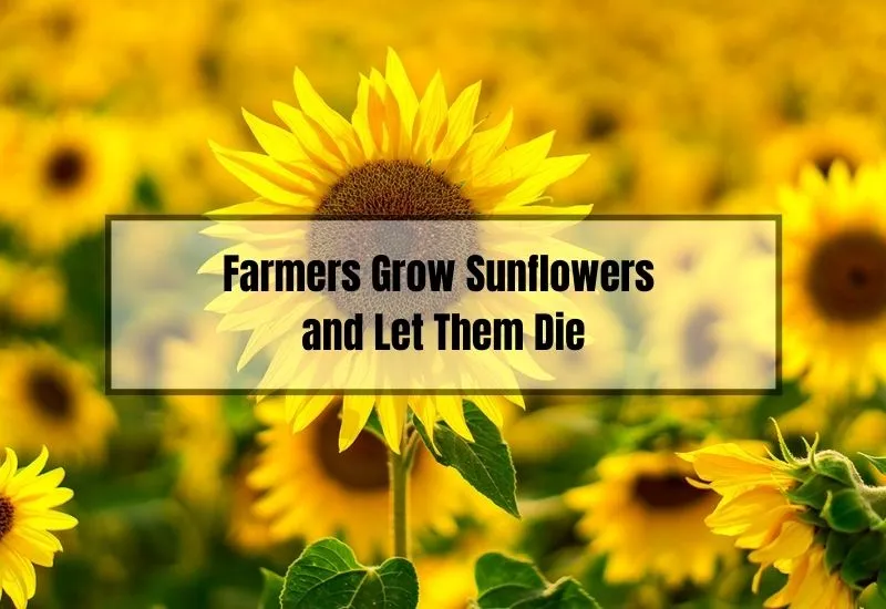 Why Do Farmers Grow Sunflowers and Let Them Die