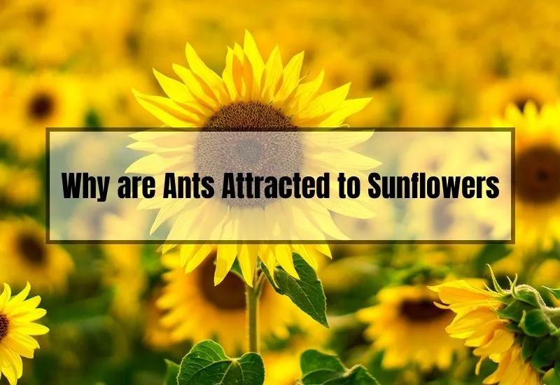 Why are Ants Attracted to Sunflowers
