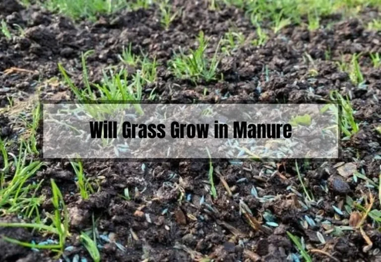 Will Grass Grow in Manure? Exploring the Relationship Between Grass and Manure