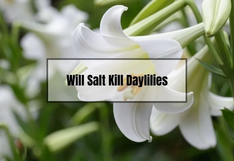 Will Salt Kill Daylilies