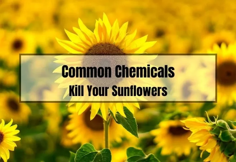 Say Goodbye to Your Sunflowers: Unveiling the Common Chemicals and Natural Methods