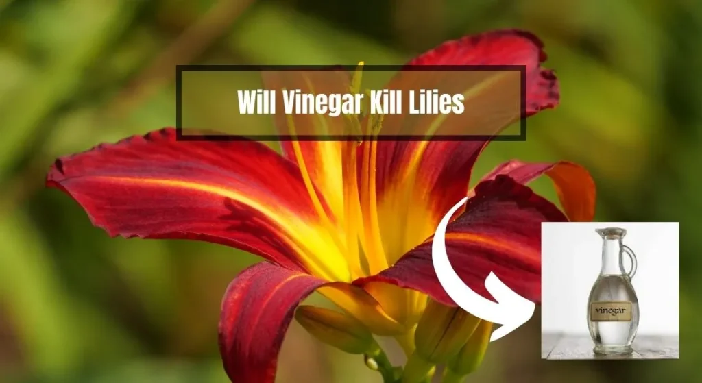 Will Vinegar Kill Lilies