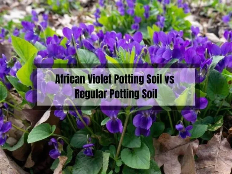 African Violet Potting Soil vs Regular Potting Soil: Which is Better for Your Plants?