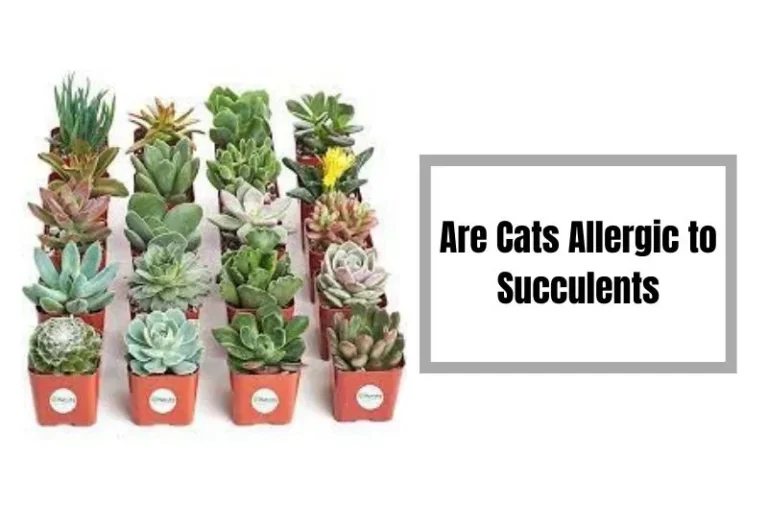 Are Cats Allergic to Succulents?Relationship Between Feline Health and Houseplants