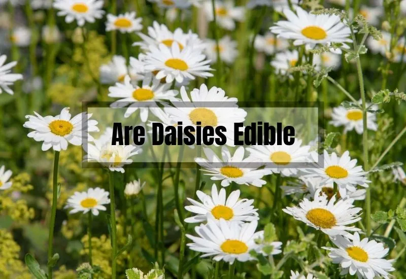 Are Daisies Edible