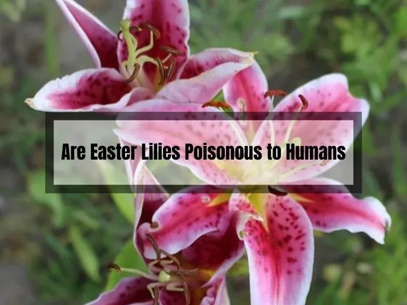 Are Easter Lilies Poisonous to Humans