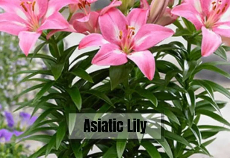 Asiatic Lily: Everything You Need to Know
