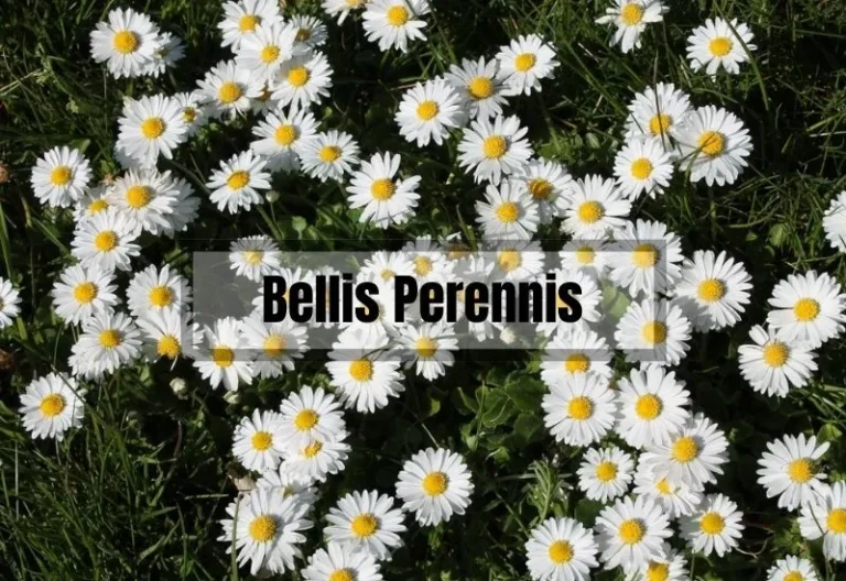 The Ultimate Guide to Growing and Caring for Bellis Perennis