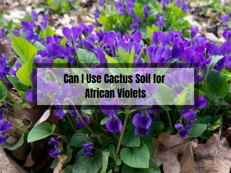 Can I Use Cactus Soil for African Violets