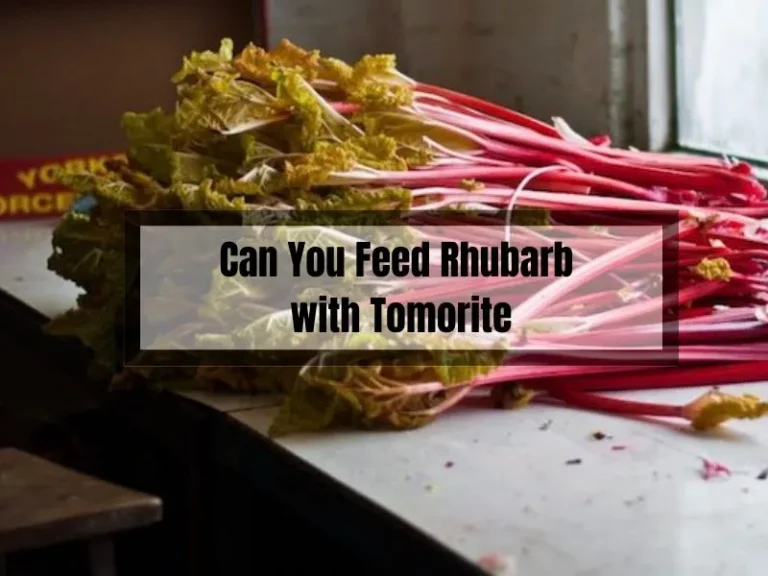 Can You Feed Rhubarb with Tomorite? Your Ultimate 5-Step Guide to Robust Plants