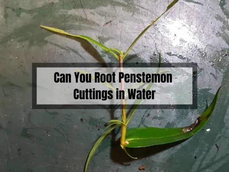 Can You Root Penstemon Cuttings in Water? A Guide to Propagating Penstemon Plants