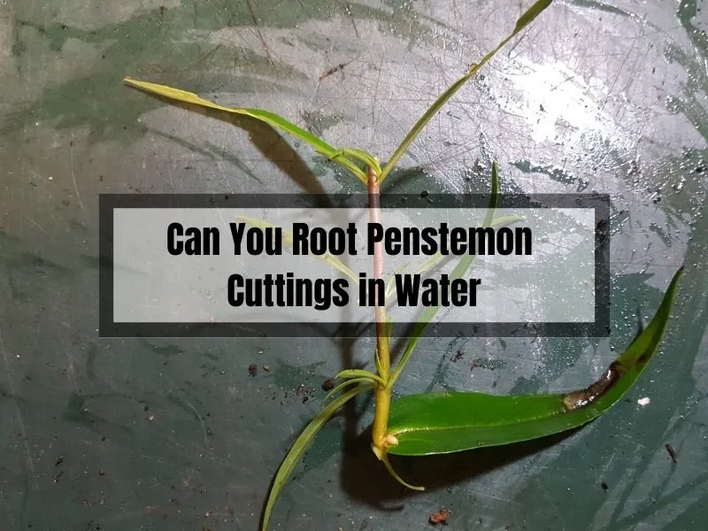 Can You Root Penstemon Cuttings in Water