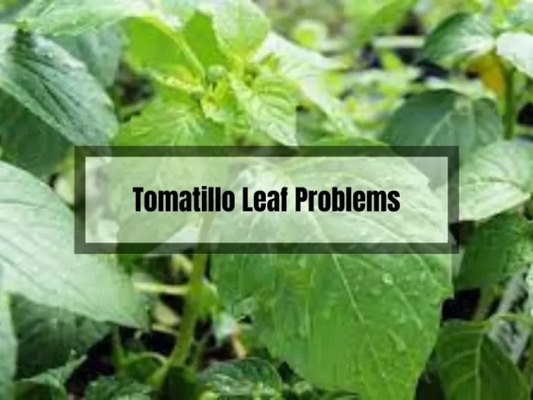 Tomatillo Leaf Problems: Causes and Solutions