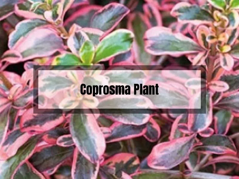 Coprosma Plant