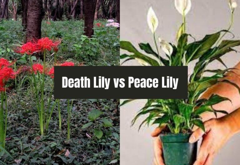 Death Lily vs Peace Lily: A Comparison of Two Popular Houseplants