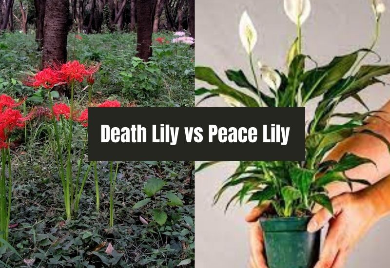 Death Lily vs Peace Lily