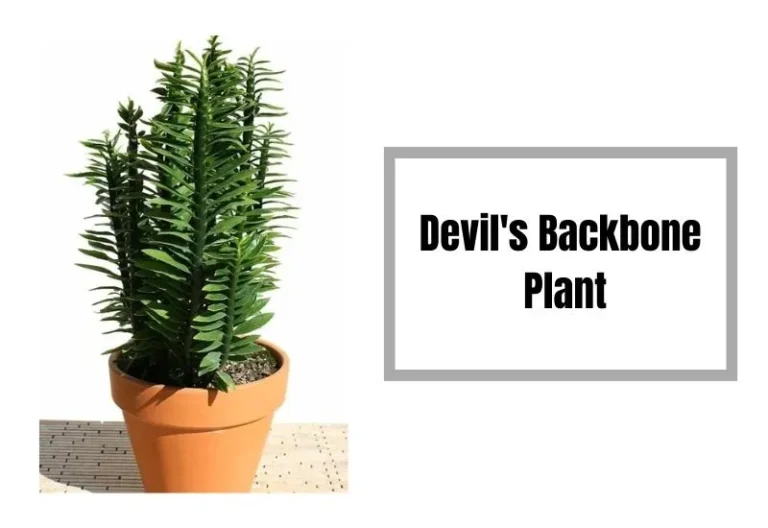 Devil’s Backbone Plant: A Dangerous Poisonous Threat to Humans