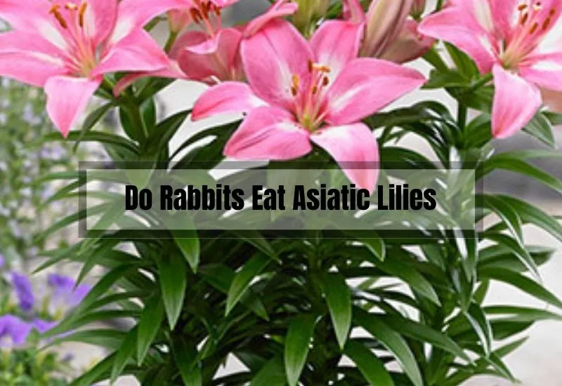 Do Rabbits Eat Asiatic Lilies