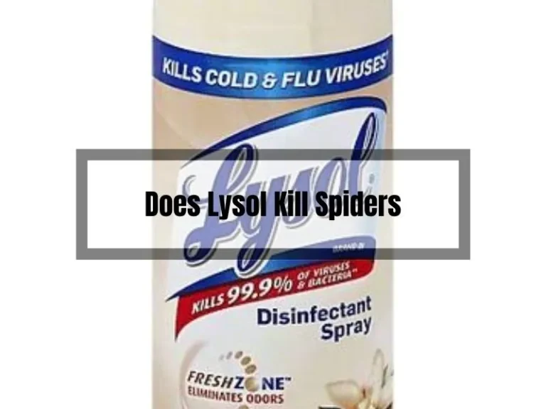 Does Lysol Kill Spiders? Find Out Here!