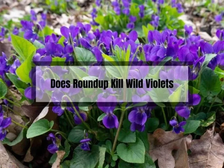 Does Roundup Kill Wild Violets? A Comprehensive Guide