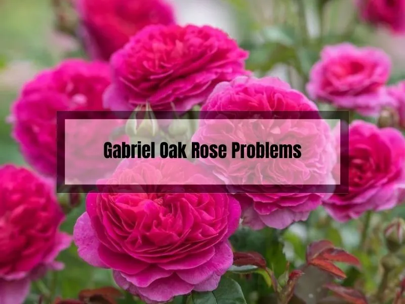 Gabriel Oak Rose Problems