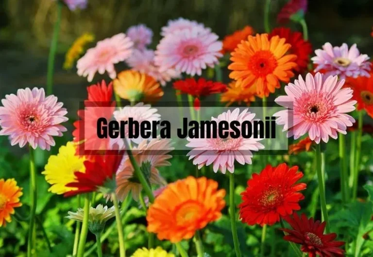 Gerbera Jamesonii: From Trendy Garden Must-Have to Expert Care Guide