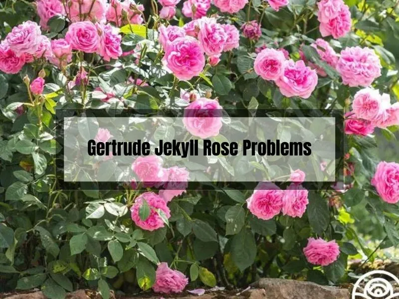 Gertrude Jekyll Rose Problems