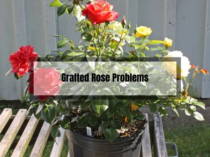 Grafted Rose Problems