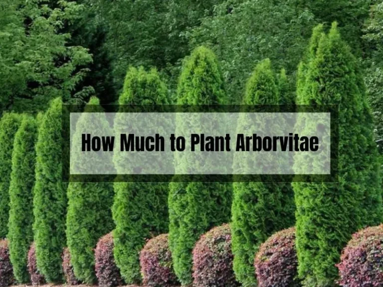 Planting Arborvitae: The Ultimate Guide to Thriving Plants