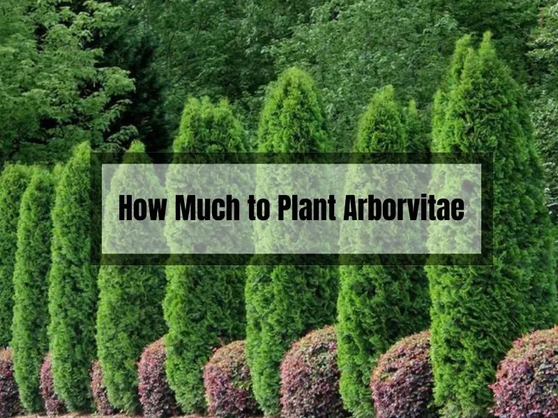 How Much to Plant Arborvitae