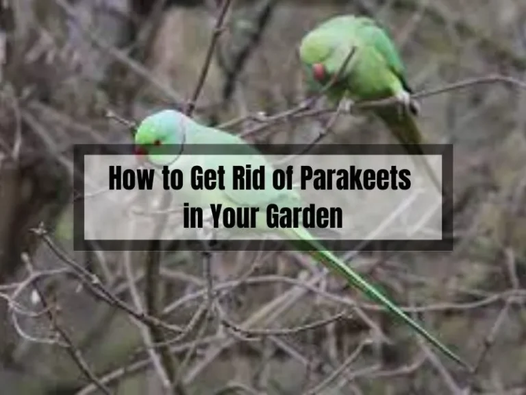 How to Get Rid of Parakeets in Your Garden: Tips and Tricks