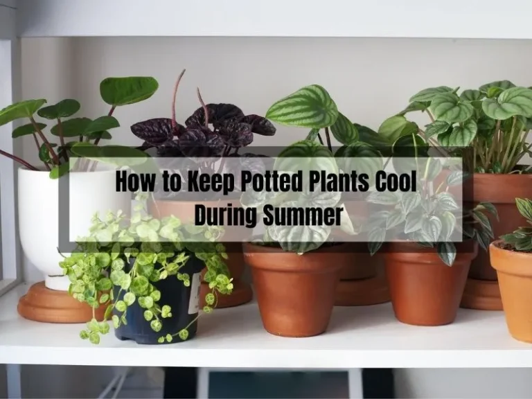 How to Keep Potted Plants Cool During Summer: Tips and Tricks
